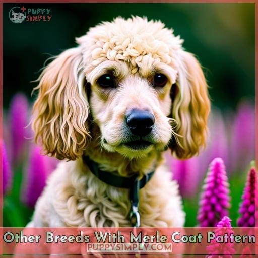 Other Breeds With Merle Coat Pattern