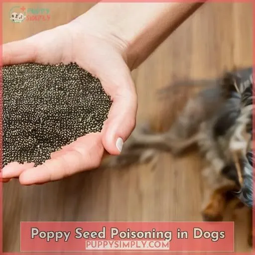 Poppy Seed Poisoning in Dogs