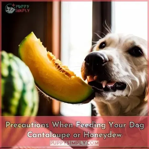 Precautions When Feeding Your Dog Cantaloupe or Honeydew