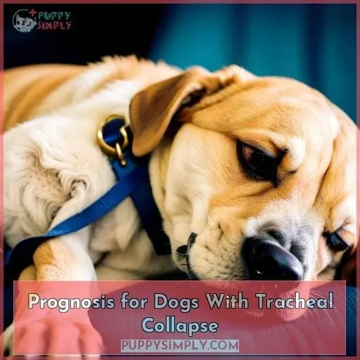 Prognosis for Dogs With Tracheal Collapse