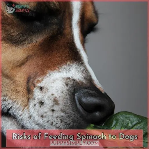 Risks of Feeding Spinach to Dogs