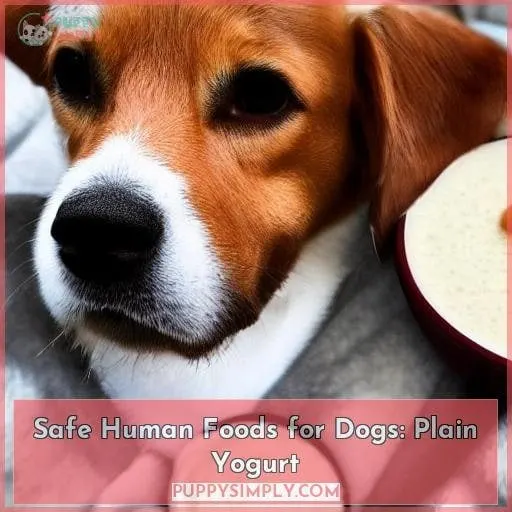 Safe Human Foods for Dogs: Plain Yogurt