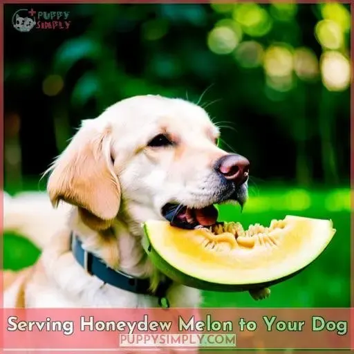 Serving Honeydew Melon to Your Dog