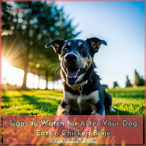 Signs to Watch for After Your Dog Eats a Chicken Bone