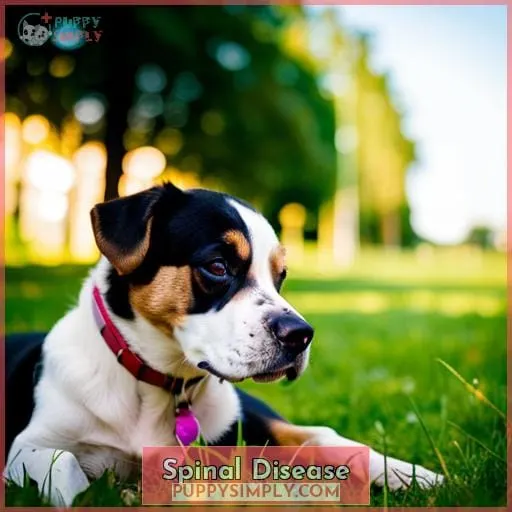 Spinal Disease