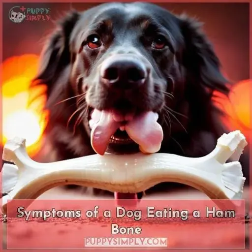 Symptoms of a Dog Eating a Ham Bone