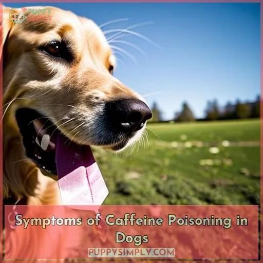 Symptoms of Caffeine Poisoning in Dogs