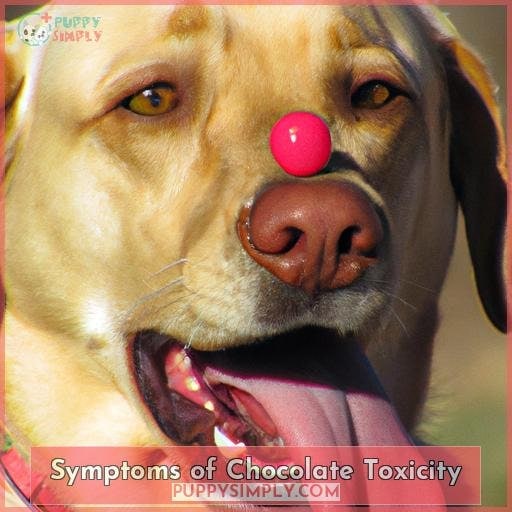 Symptoms of Chocolate Toxicity