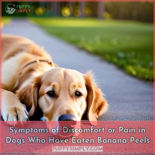Symptoms of Discomfort or Pain in Dogs Who Have Eaten Banana Peels