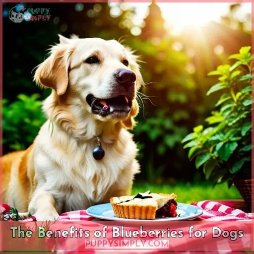 The Benefits of Blueberries for Dogs