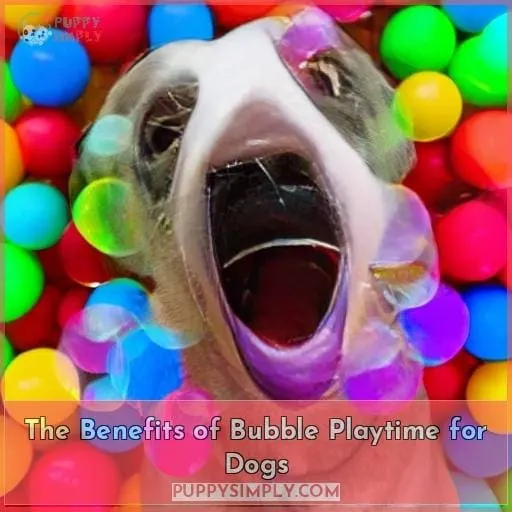 The Benefits of Bubble Playtime for Dogs