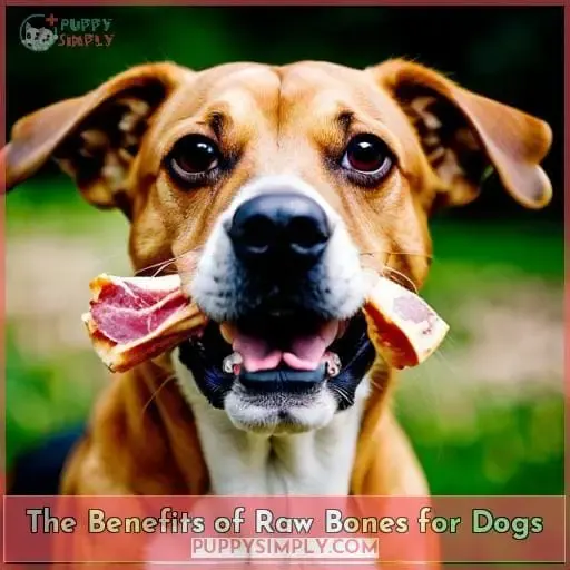 The Benefits of Raw Bones for Dogs