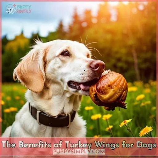The Benefits of Turkey Wings for Dogs