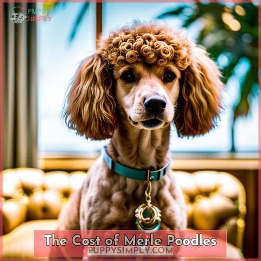 The Cost of Merle Poodles