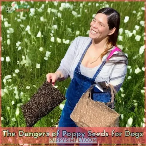 The Dangers of Poppy Seeds for Dogs