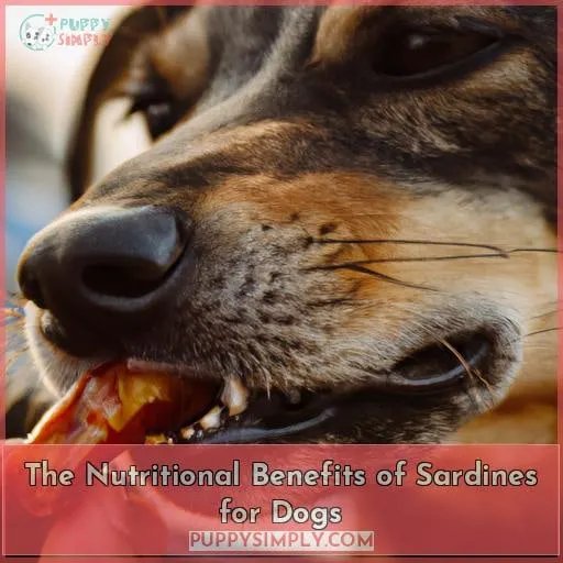 The Nutritional Benefits of Sardines for Dogs