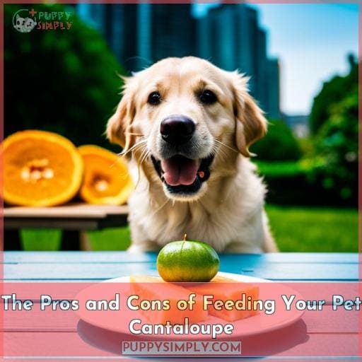 The Pros and Cons of Feeding Your Pet Cantaloupe The Pros and Cons of Feeding Your Pet Cantaloupe