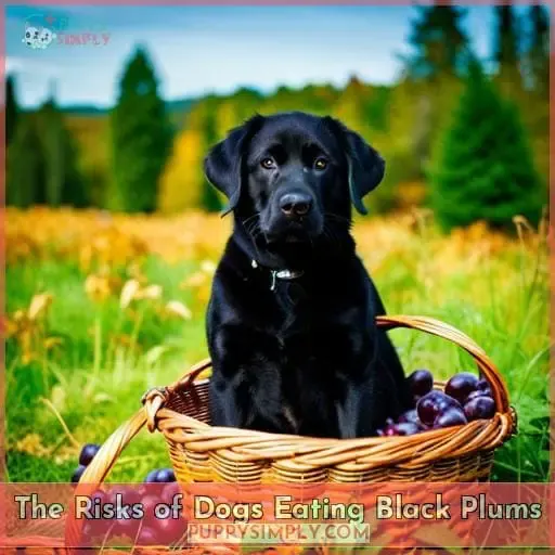 The Risks of Dogs Eating Black Plums