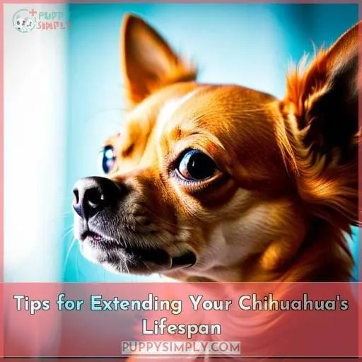 Tips for Extending Your Chihuahua