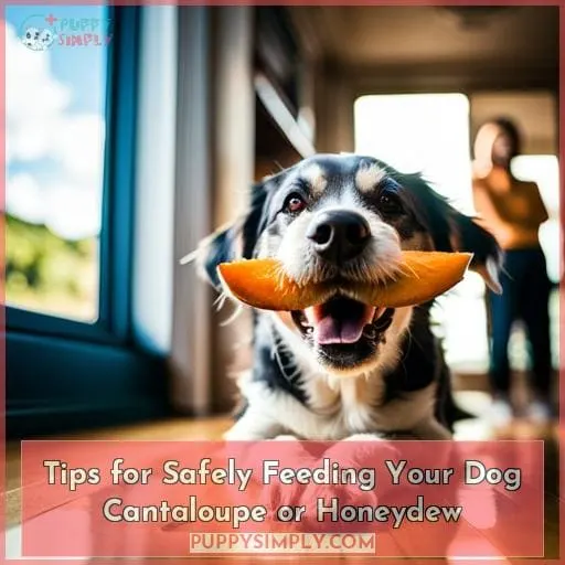 Tips for Safely Feeding Your Dog Cantaloupe or Honeydew