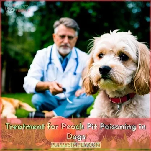 Treatment for Peach Pit Poisoning in Dogs