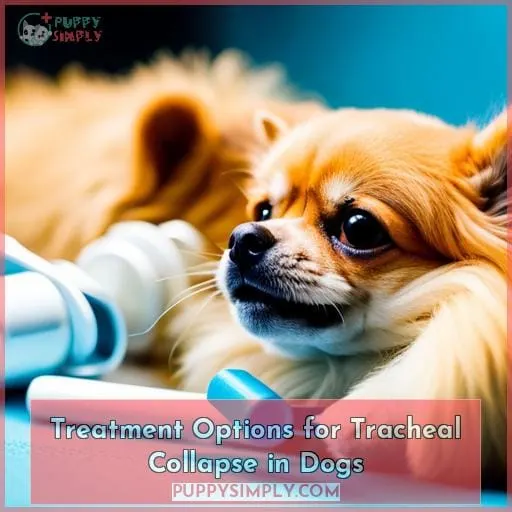 Treatment Options for Tracheal Collapse in Dogs