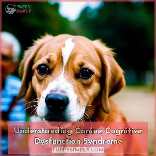 Understanding Canine Cognitive Dysfunction Syndrome