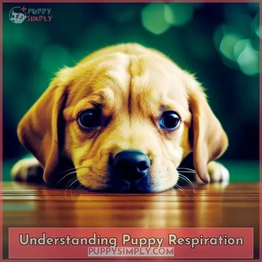 Understanding Puppy Respiration