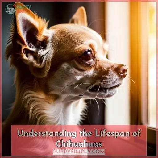 Understanding the Lifespan of Chihuahuas