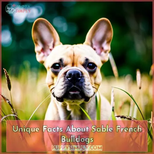 Unique Facts About Sable French Bulldogs