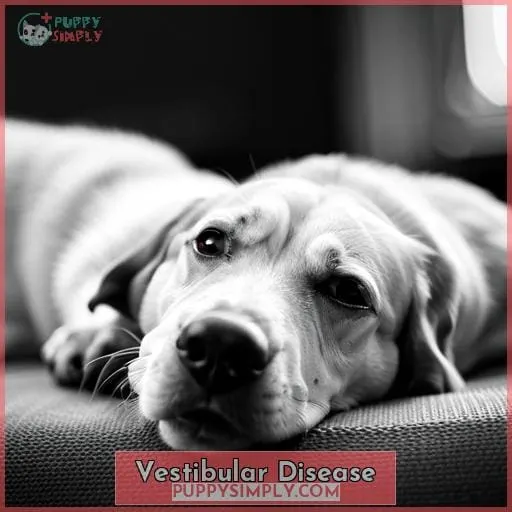 Vestibular Disease
