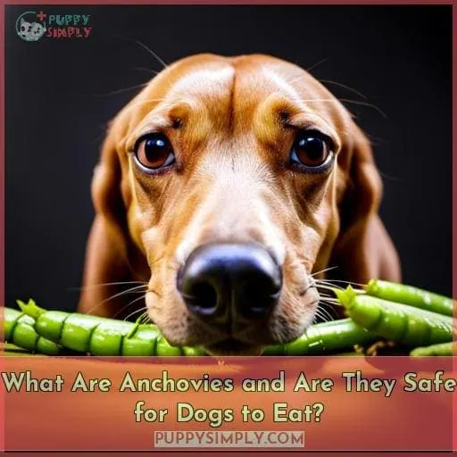 What Are Anchovies and Are They Safe for Dogs to Eat?