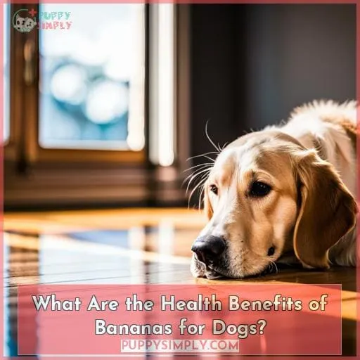 What Are the Health Benefits of Bananas for Dogs?