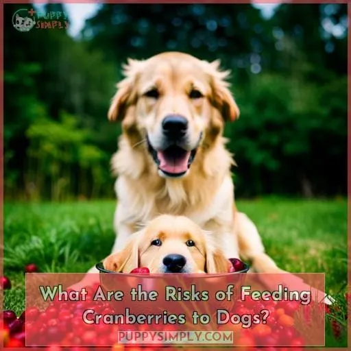 What Are the Risks of Feeding Cranberries to Dogs?