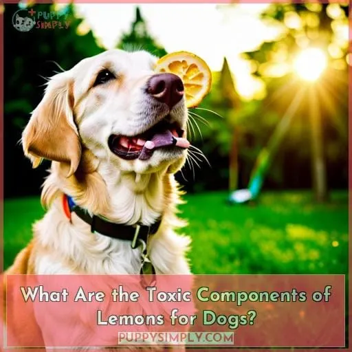 What Are the Toxic Components of Lemons for Dogs?