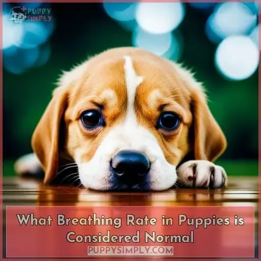 What Breathing Rate in Puppies is Considered Normal