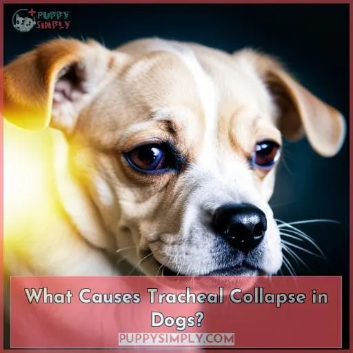 What Causes Tracheal Collapse in Dogs?