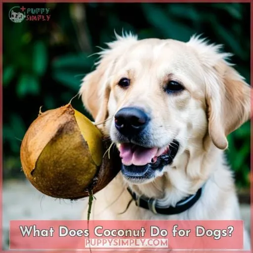 What Does Coconut Do for Dogs?