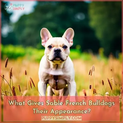 What Gives Sable French Bulldogs Their Appearance?