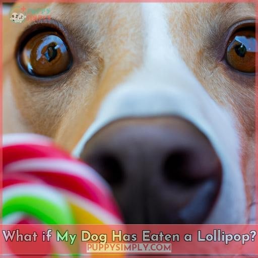 What if My Dog Has Eaten a Lollipop?