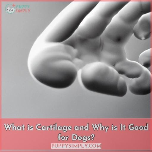 What is Cartilage and Why is It Good for Dogs?