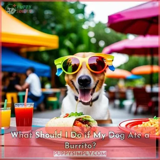 What Should I Do if My Dog Ate a Burrito?