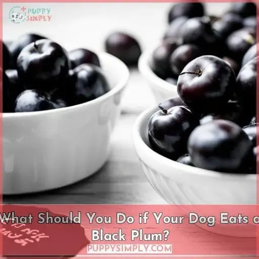 What Should You Do if Your Dog Eats a Black Plum?