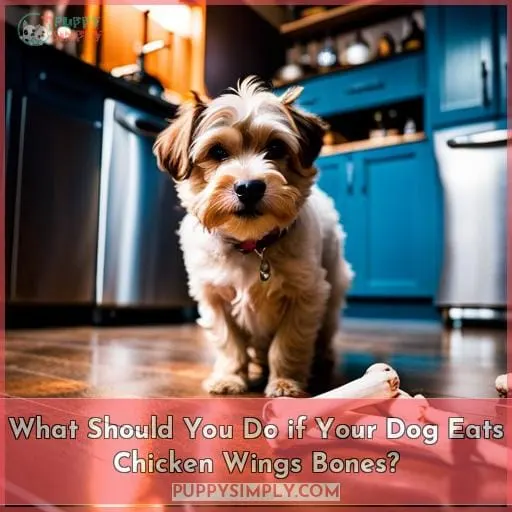 What Should You Do if Your Dog Eats Chicken Wings Bones?