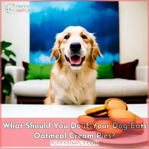 What Should You Do if Your Dog Eats Oatmeal Cream Pies?