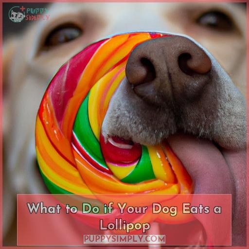 What to Do if Your Dog Eats a Lollipop