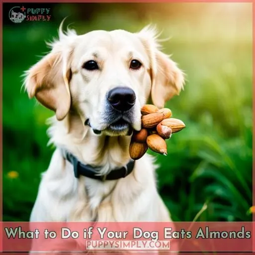 What to Do if Your Dog Eats Almonds