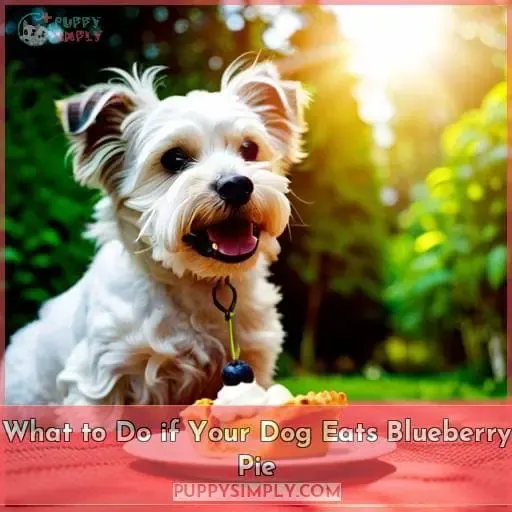 What to Do if Your Dog Eats Blueberry Pie