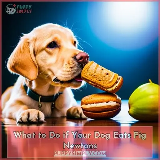 What to Do if Your Dog Eats Fig Newtons