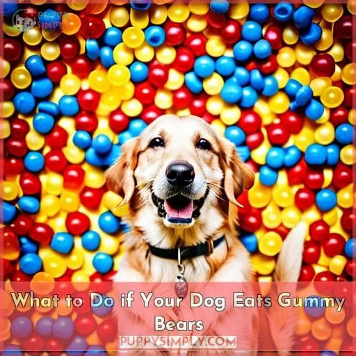 What to Do if Your Dog Eats Gummy Bears